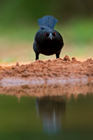 Double-crested Cormorant