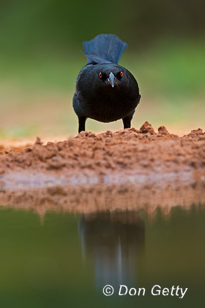Double-crested Cormorant