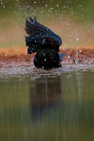 Double-crested Cormorant
