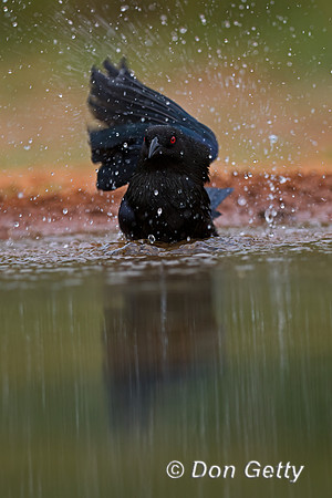 Double-crested Cormorant