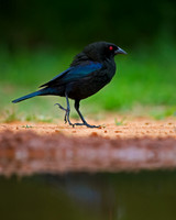 Double-crested Cormorant