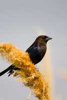 Brown-headed Cowbird