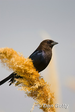 Brown-headed Cowbird