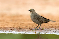 Brown-headed Cowbird