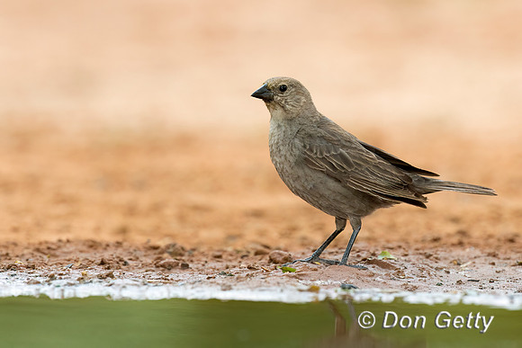 Brown-headed Cowbird
