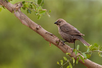 Brown-headed Cowbird