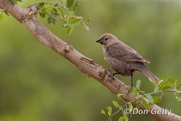 Brown-headed Cowbird