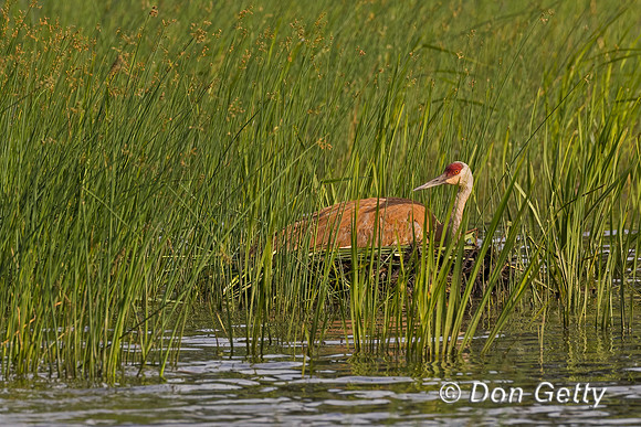 Sandhill Crane
