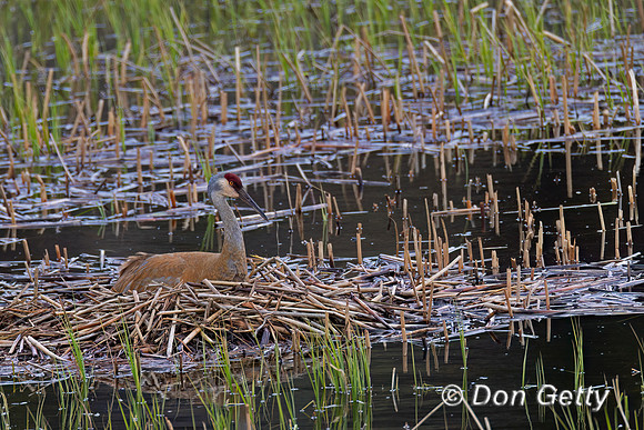 Sandhill Crane