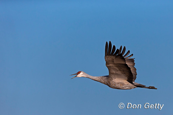 Sandhill Crane