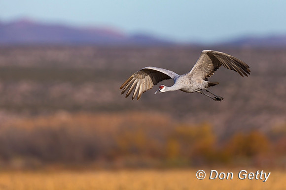 Sandhill Crane