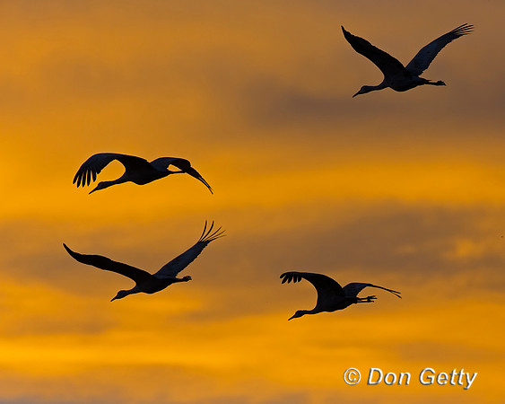 Sandhill Crane