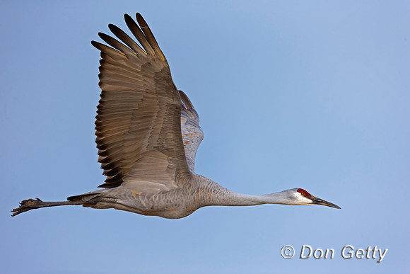 Sandhill Crane
