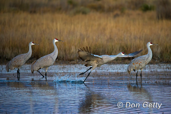 Sandhill Crane