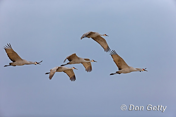 Sandhill Crane