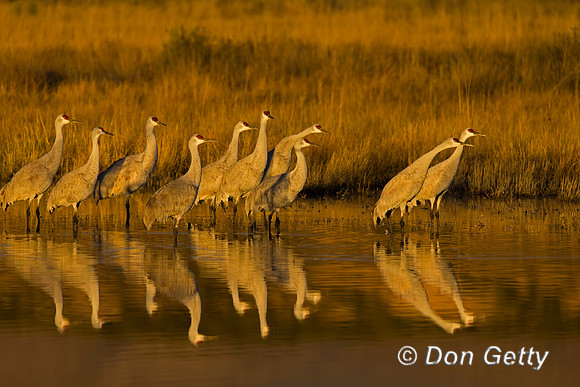 Sandhill Crane