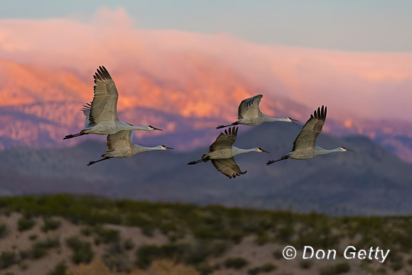 Sandhill Crane