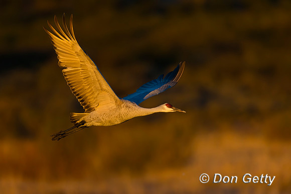 Sandhill Crane
