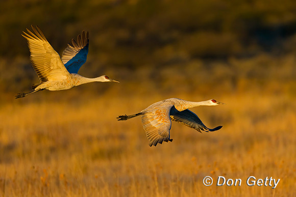 Sandhill Crane