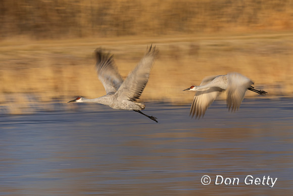 Sandhill Crane