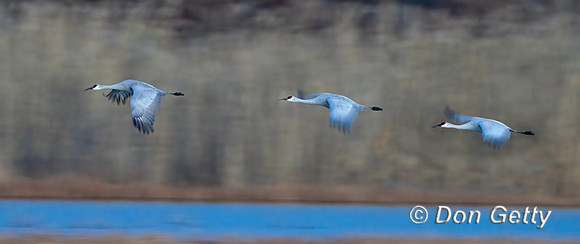 Sandhill Crane