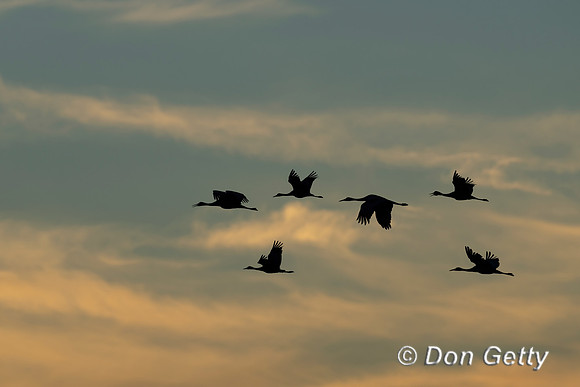 Sandhill Crane
