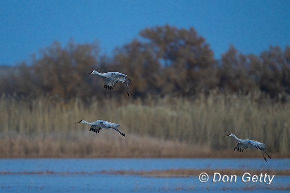 Sandhill Crane