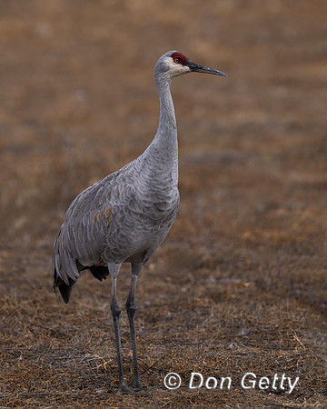 Sandhill Crane