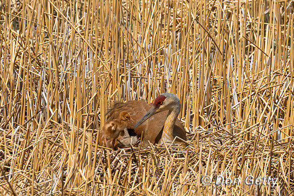 Sandhill Crane