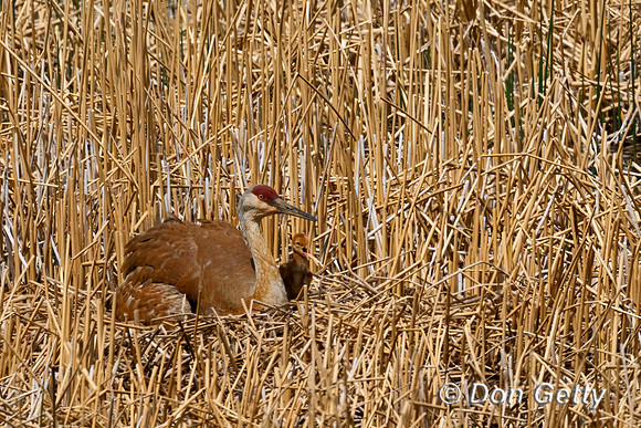 Sandhill Crane