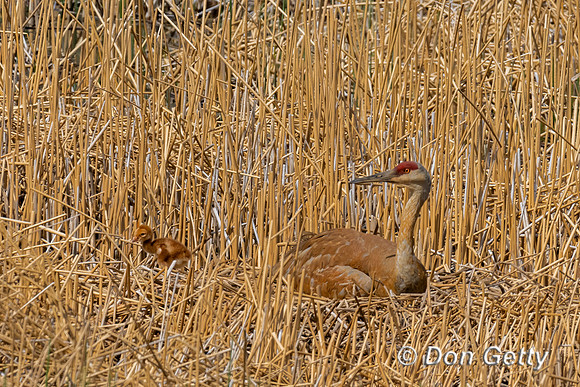 Sandhill Crane