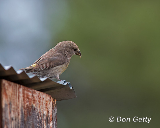 Red Crossbill
