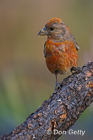 Red Crossbill