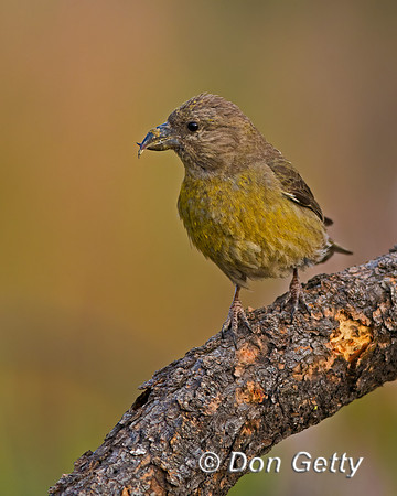 Red Crossbill