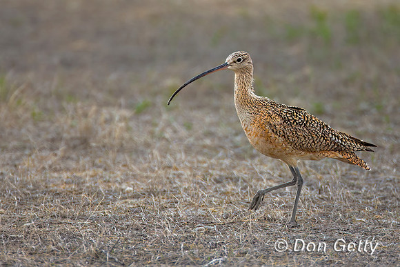 Long-billed Curlew