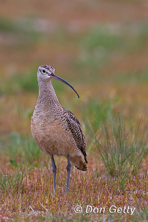 Long-billed Curlew