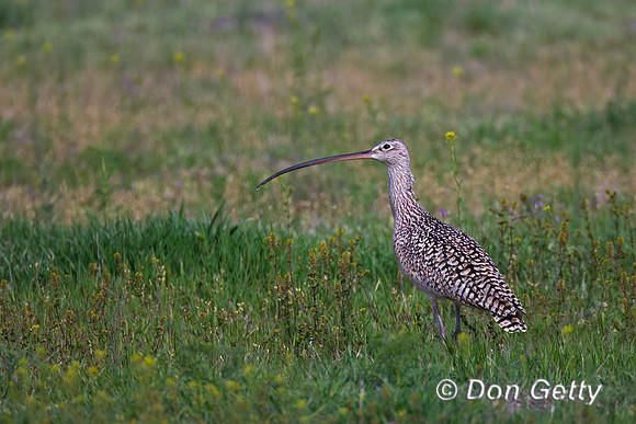 Long-billed Curlew