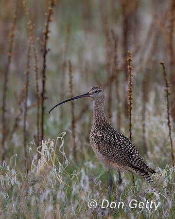 Long-billed Curlew