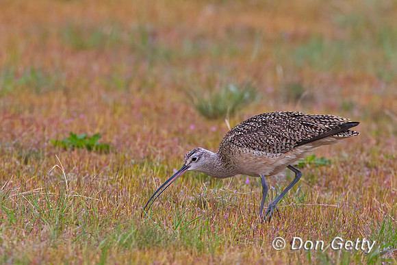 Long-billed Curlew