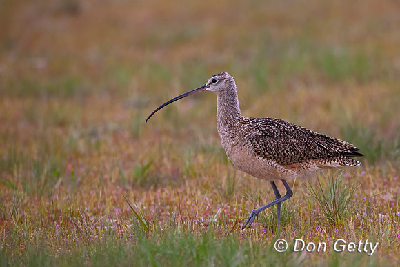 Long-billed Curlew