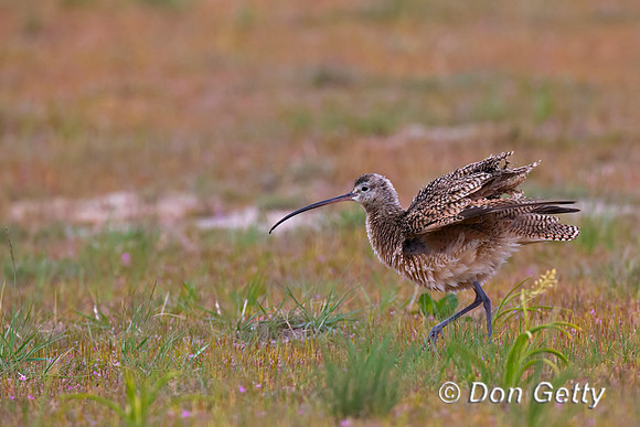 Long-billed Curlew