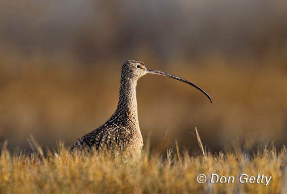 Long-billed Curlew
