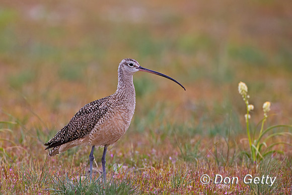 Long-billed Curlew