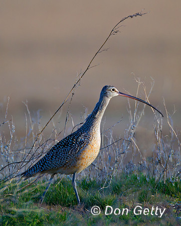Long-billed Curlew