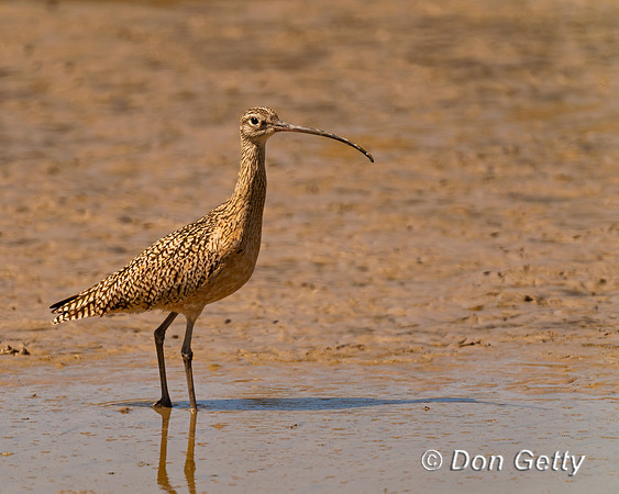 Long-billed Curlew
