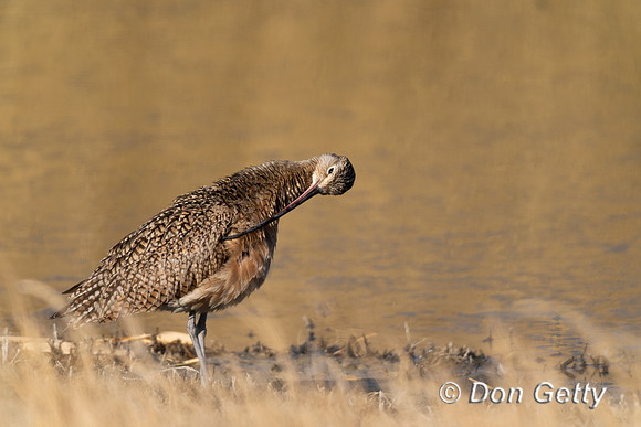 Long-billed Curlew