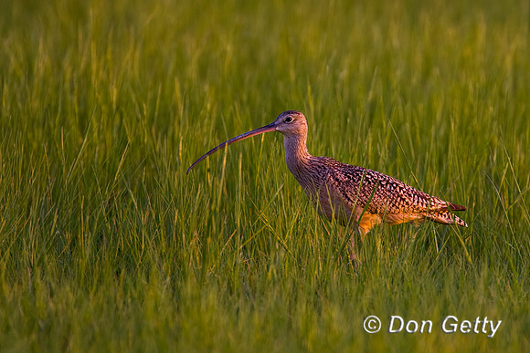 Long-billed Curlew