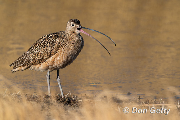 Long-billed Curlew