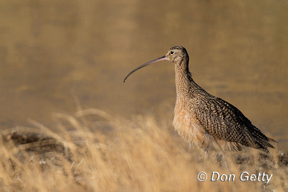 Long-billed Curlew