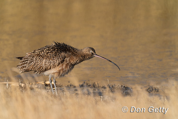 Long-billed Curlew